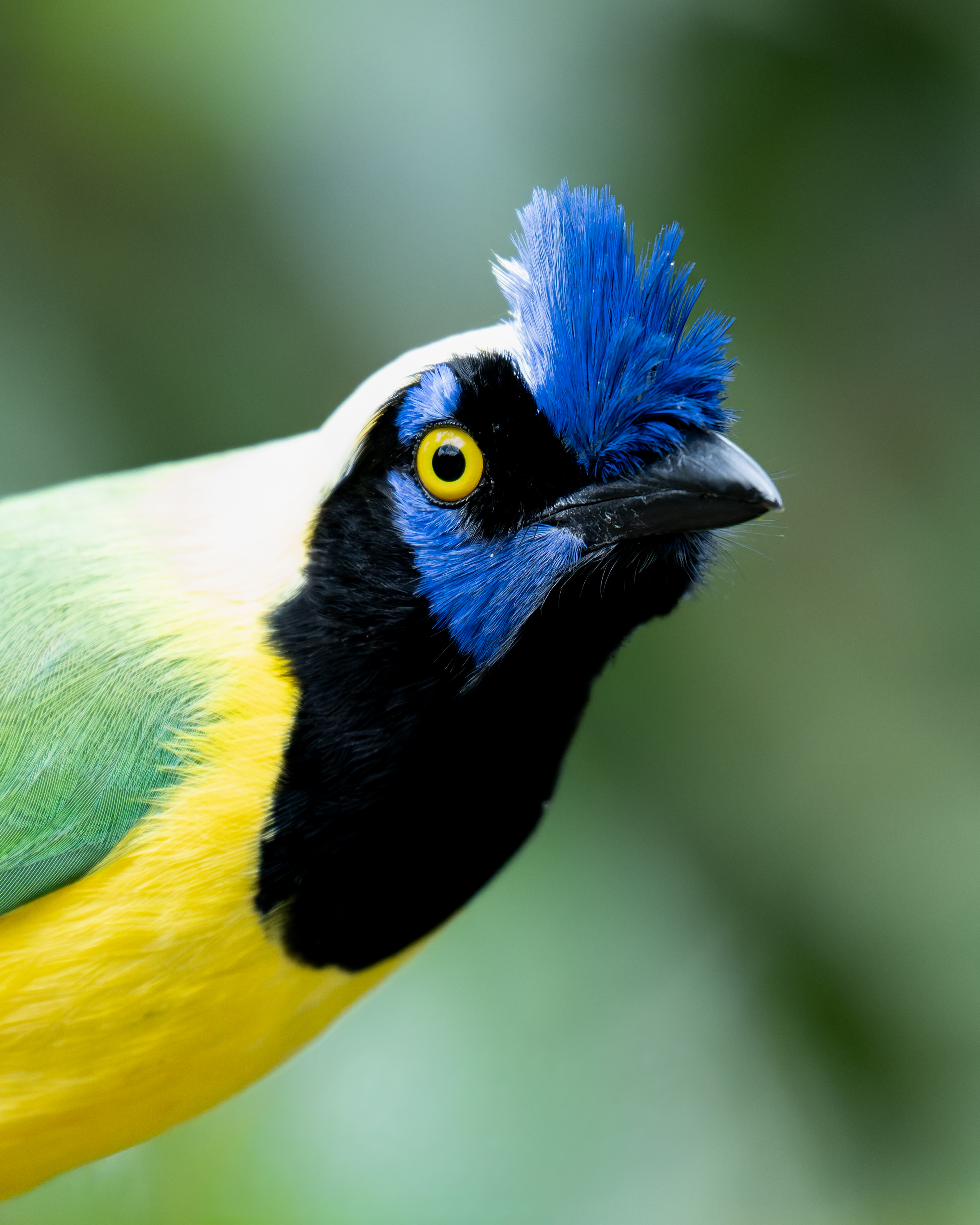 Carriquí de las montañas