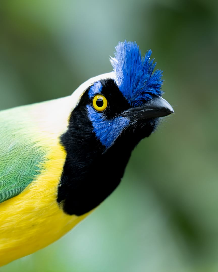 Observación de aves en el santuario natural - aves endémicas de Santa Elena